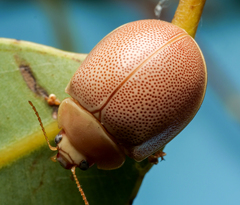 Paropsisterna crocata