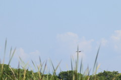 Pelecanus occidentalis