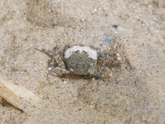 Hemigrapsus crenulatus
