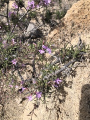 Campylanthus salsoloides