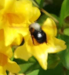 Xylocopa tabaniformis