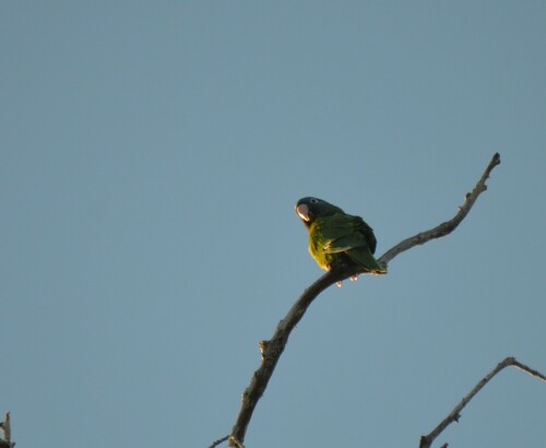 Aratinga cabeciazul (Thectocercus acuticaudatus)