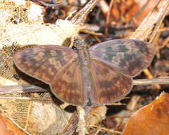 Anastrus sempiternus