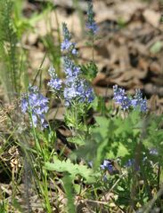 Veronica prostrata