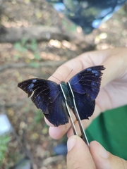 Memphis moruus