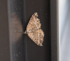 Hydriomena deltoidata