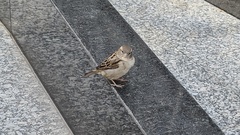 Passer domesticus