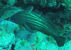 Pareques acuminatus