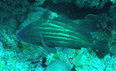 Pareques acuminatus