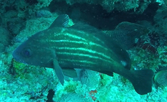 Pareques acuminatus