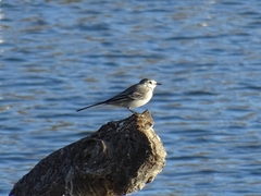 Motacilla alba alba