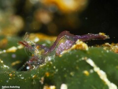 Hippolyte leptocerus