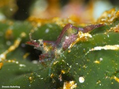 Hippolyte leptocerus