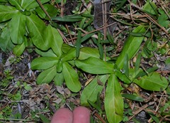 Gamochaeta americana