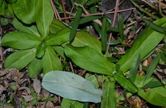 Gamochaeta americana