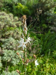 Asphodelus ramosus