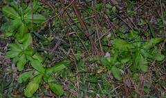 Gamochaeta americana