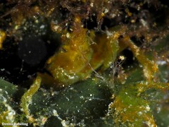 Acanthonyx lunulatus