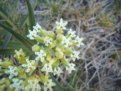 Asclepias mellodora