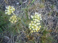 Asclepias mellodora