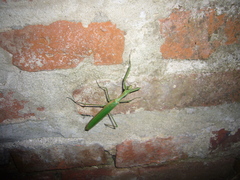 Coptopteryx argentina