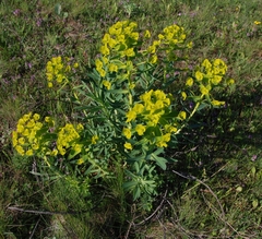 Euphorbia stepposa
