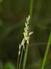 Tetrarrhena juncea