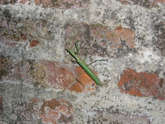 Coptopteryx argentina