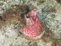 Cnemidocarpa stolonifera