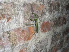Coptopteryx argentina