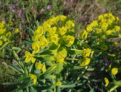 Euphorbia stepposa
