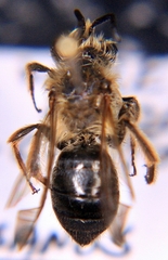 Andrena vicina