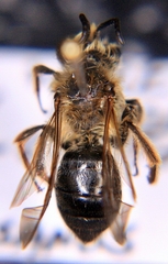 Andrena vicina