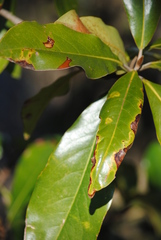 Phyllocnistis magnoliella