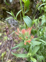 Castilleja hispida hispida