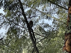 Glaucidium gnoma