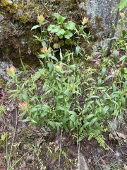 Castilleja hispida hispida