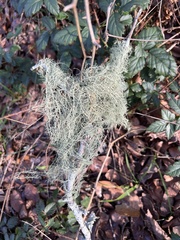 Usnea trichodea