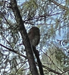 Glaucidium gnoma