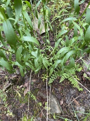 Castilleja hispida hispida