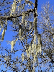 Usnea trichodea