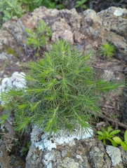 Plantago arborescens