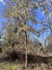 Usnea trichodea