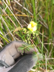 Gompholobium pinnatum