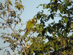 Primolius auricollis