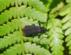 Lycidae