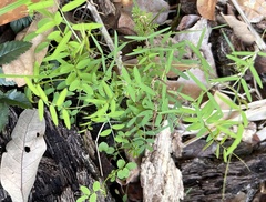 Vicia ludoviciana