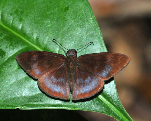 Anastrus petius