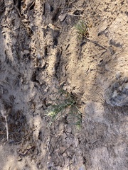 Oligomeris linifolia