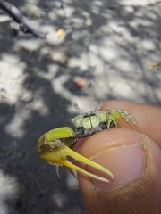 Leptuca leptodactyla